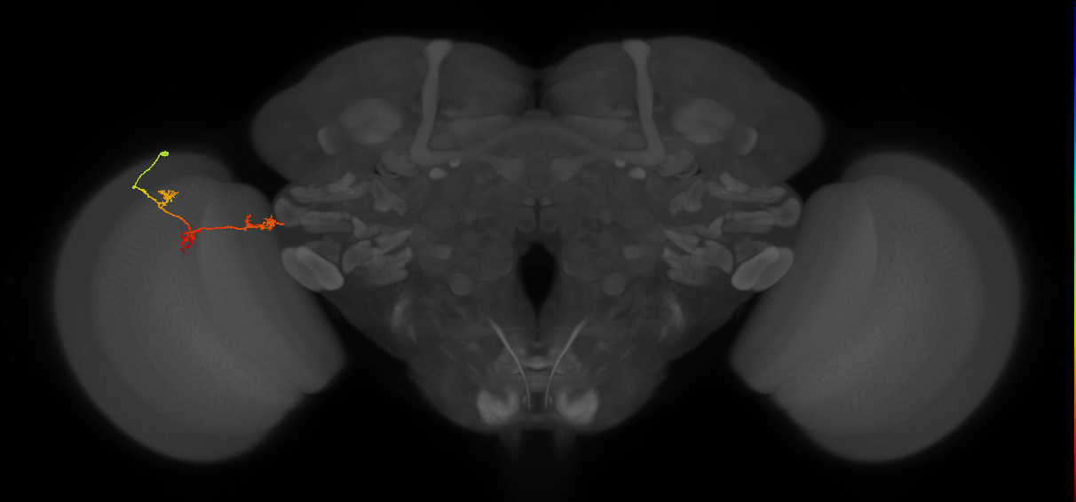 TmY17_L (MaleCNS:35404)