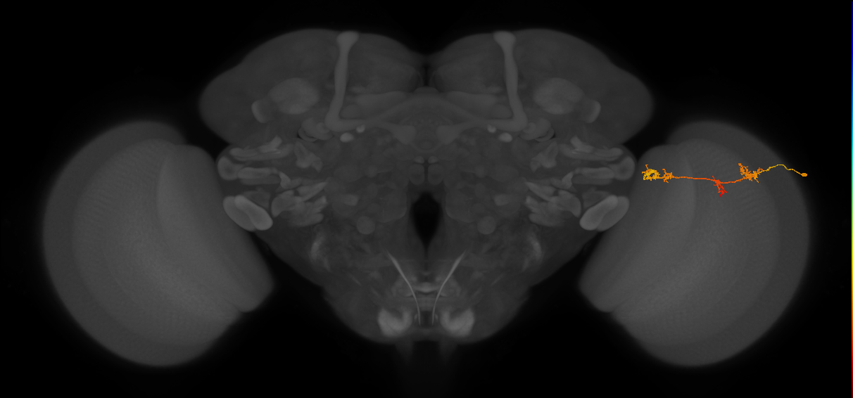 TmY17_R (MaleCNS:52570)
