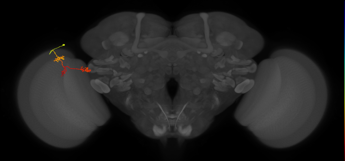TmY17_L (MaleCNS:541576)