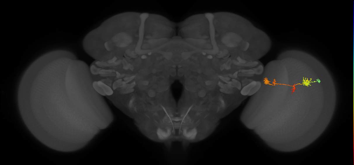 TmY17_R (MaleCNS:44207)
