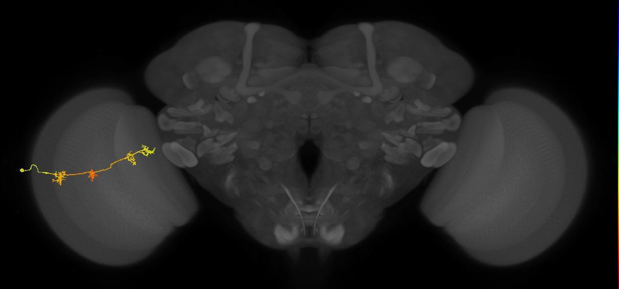 TmY17_L (MaleCNS:28930)