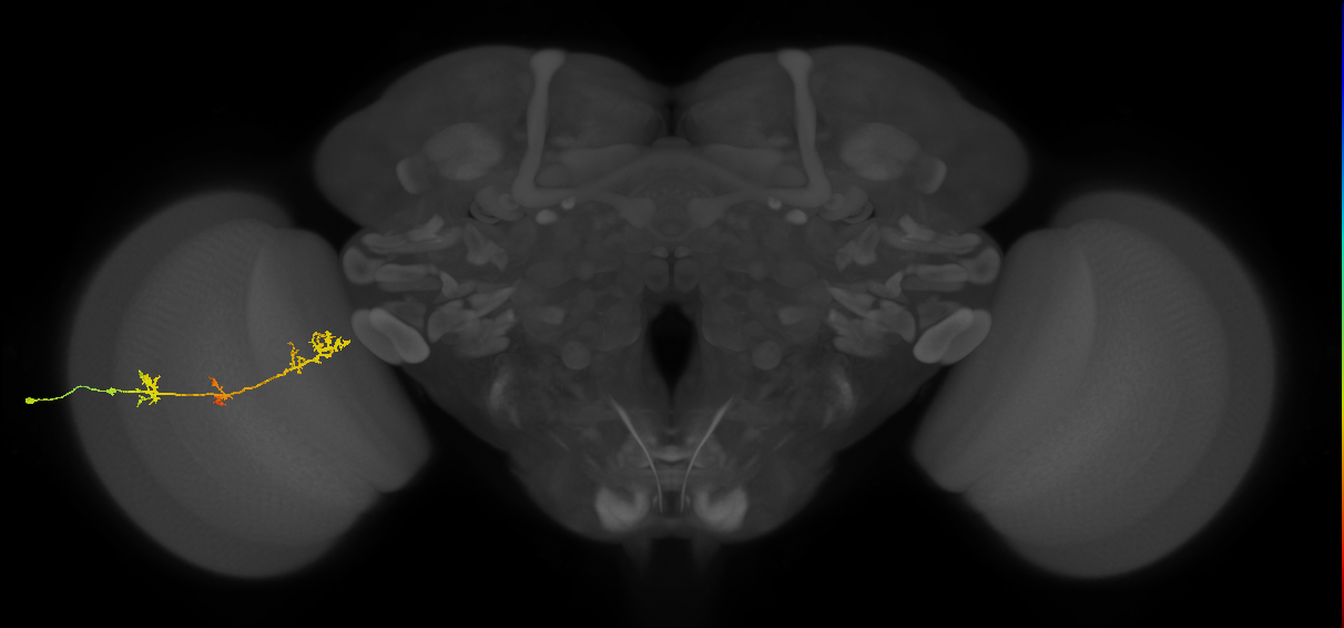 TmY17_L (MaleCNS:50586)