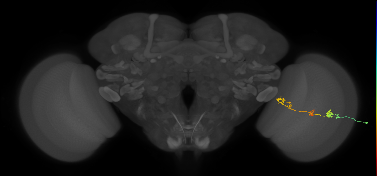 TmY17_R (MaleCNS:35773)