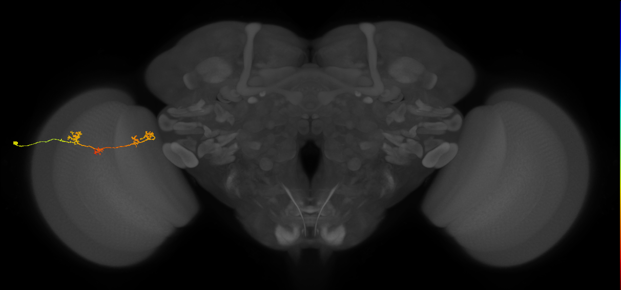 TmY17_L (MaleCNS:68949)
