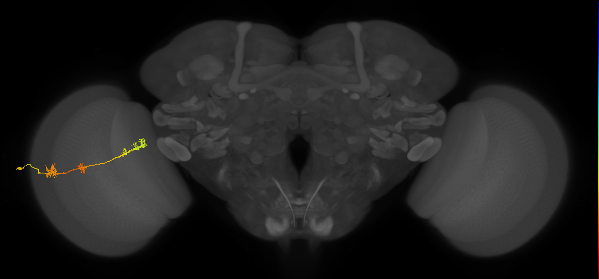 TmY17_L (MaleCNS:55734)
