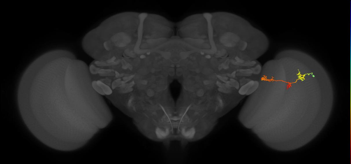 TmY17_R (MaleCNS:51529)