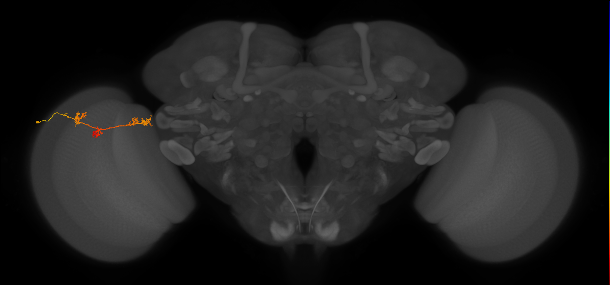 TmY17_L (MaleCNS:54525)