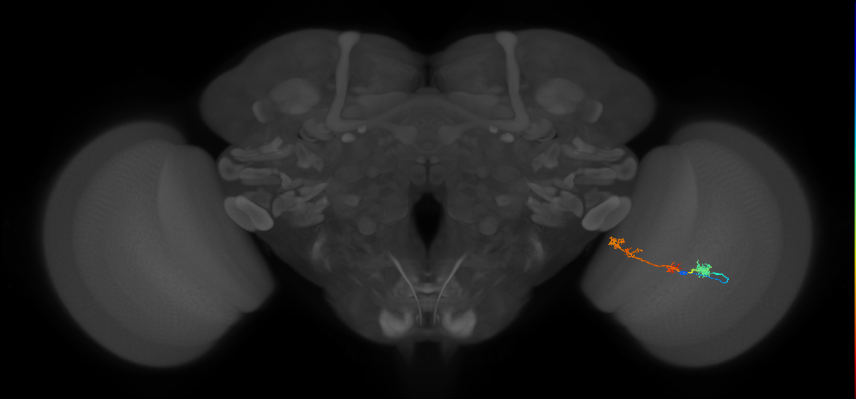 TmY17_R (MaleCNS:48859)