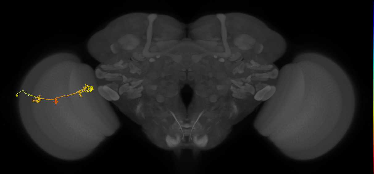 TmY17_L (MaleCNS:41303)