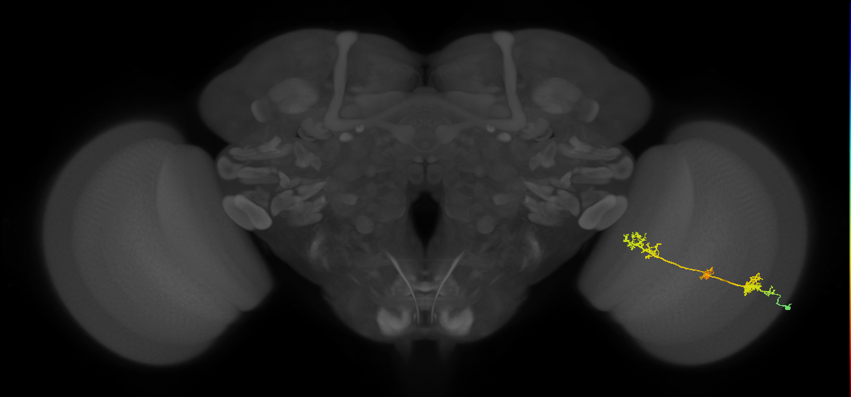 TmY17_R (MaleCNS:32590)