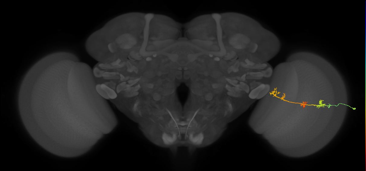 TmY17_R (MaleCNS:38401)