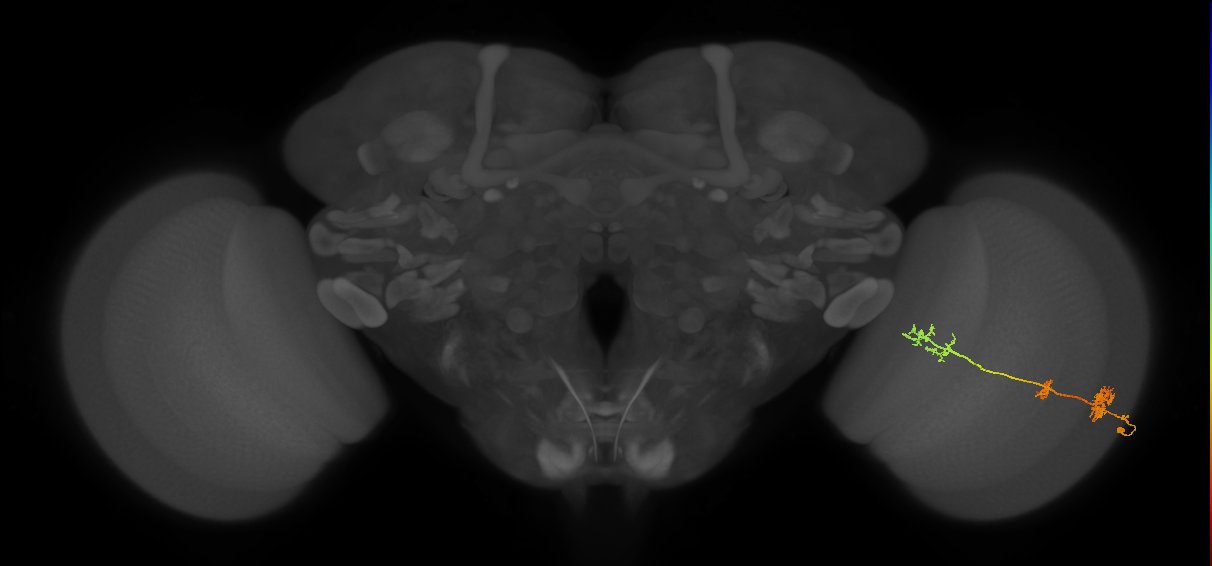 TmY17_R (MaleCNS:40551)
