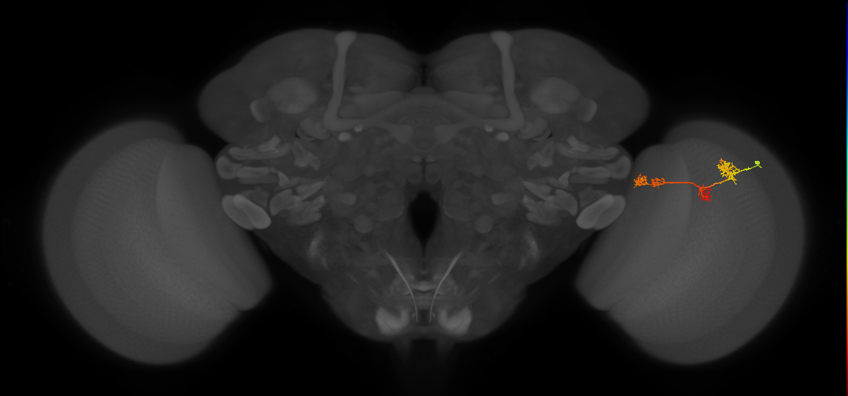 TmY17_R (MaleCNS:52913)