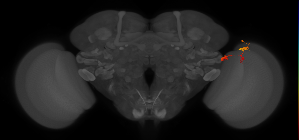 TmY17_R (MaleCNS:63240)