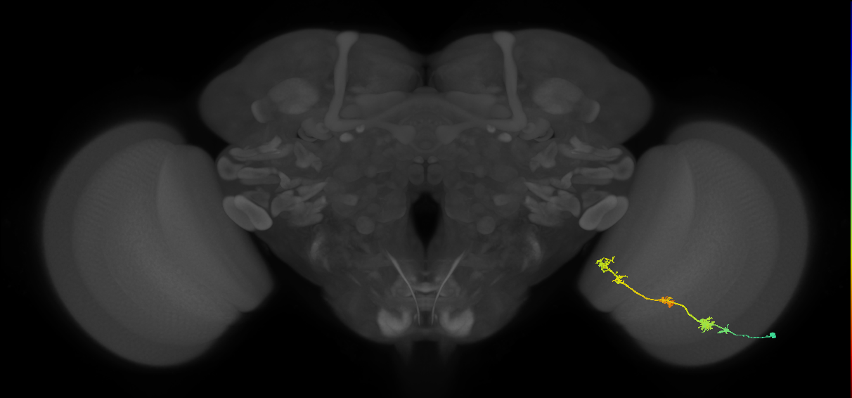 TmY17_R (MaleCNS:29731)