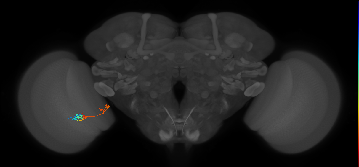 TmY17_L (MaleCNS:51424)