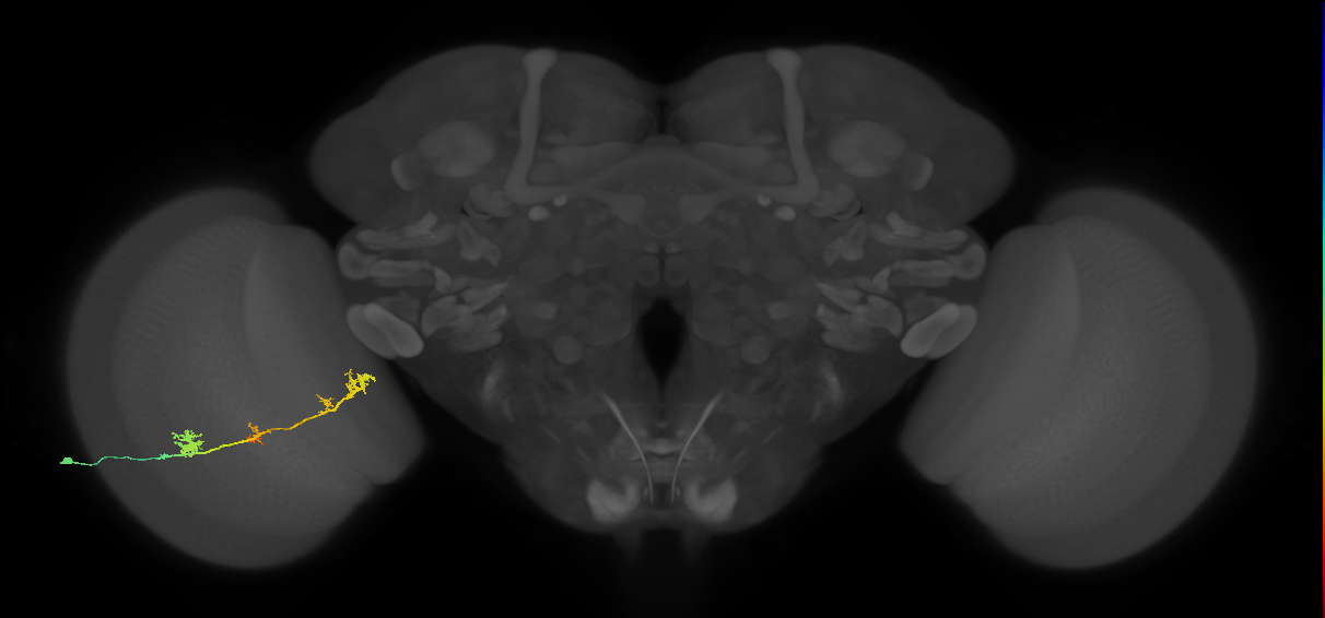 TmY17_L (MaleCNS:530962)