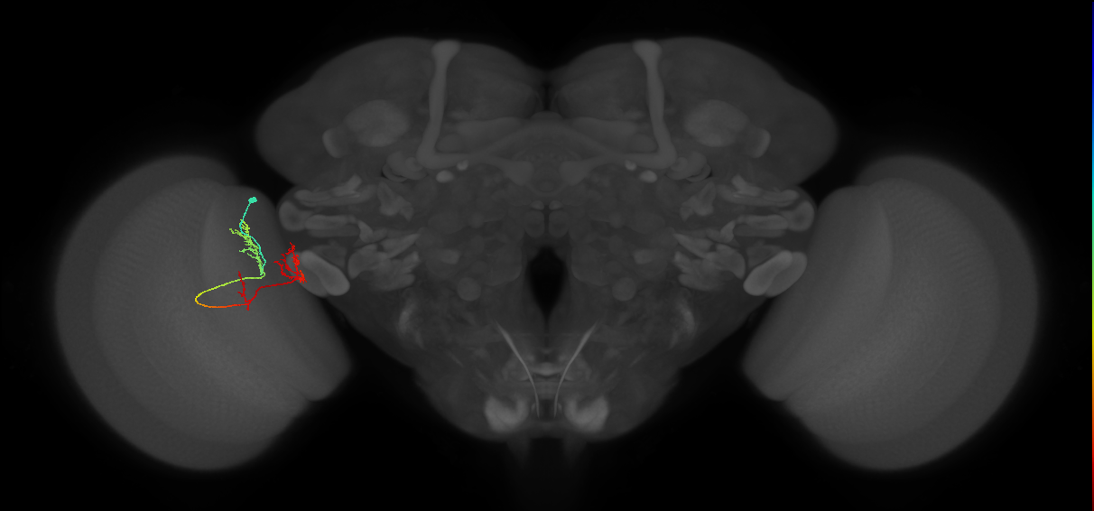 TmY17_L (MaleCNS:514171)