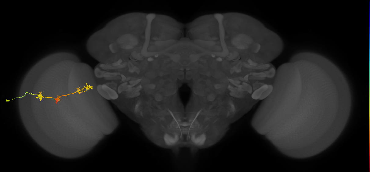 TmY17_L (MaleCNS:23491)