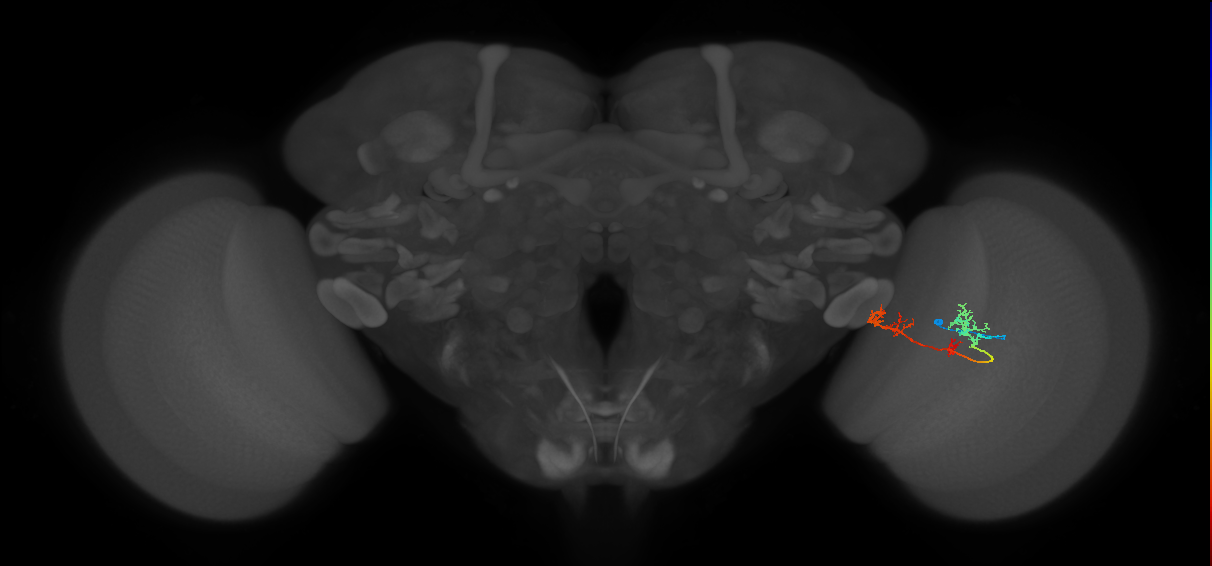 TmY17_R (MaleCNS:47363)