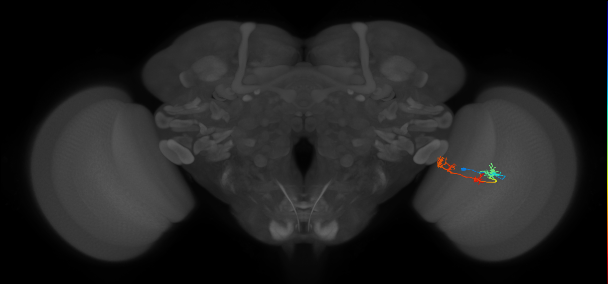 TmY17_R (MaleCNS:41257)