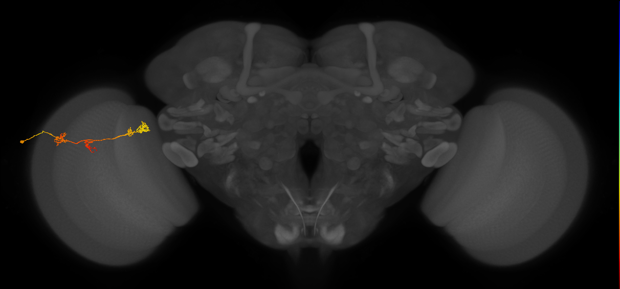 TmY17_L (MaleCNS:74181)