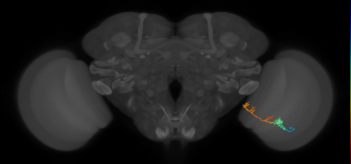 TmY17_R (MaleCNS:39367)