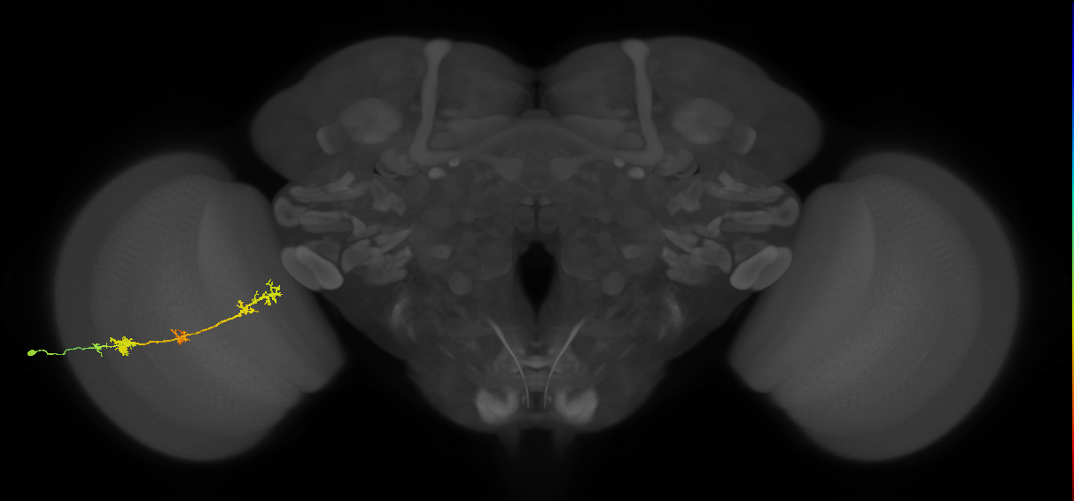 TmY17_L (MaleCNS:35288)