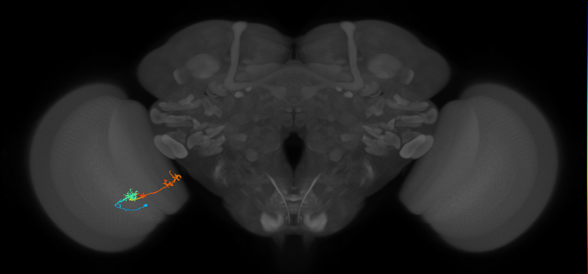 TmY17_L (MaleCNS:532674)