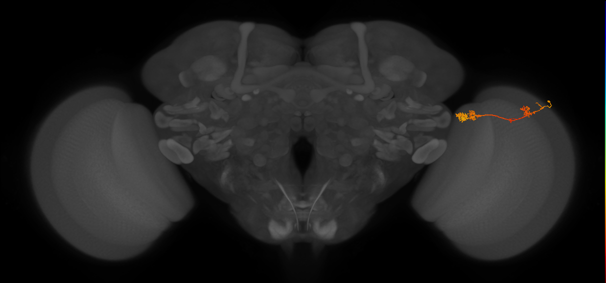 TmY17_R (MaleCNS:53421)