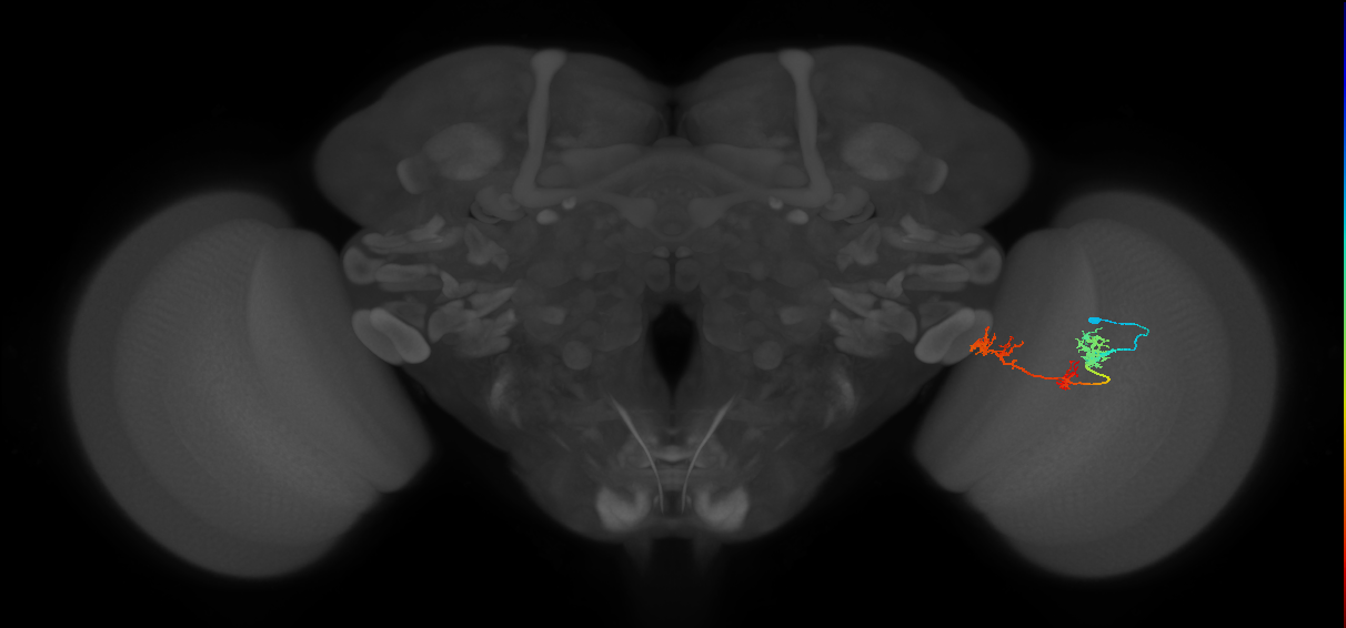 TmY17_R (MaleCNS:40274)