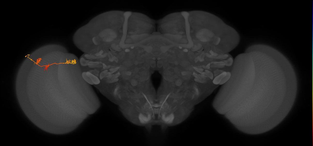 TmY17_L (MaleCNS:49190)