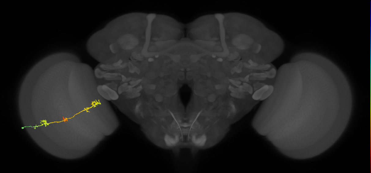 TmY17_L (MaleCNS:51608)