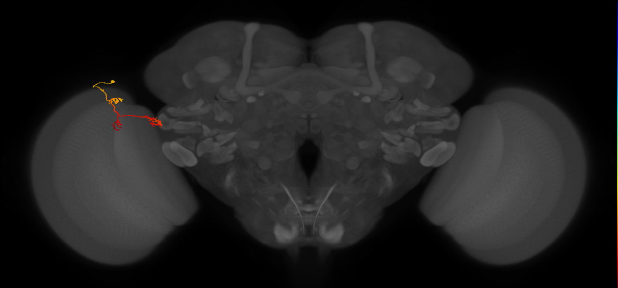 TmY17_L (MaleCNS:73926)