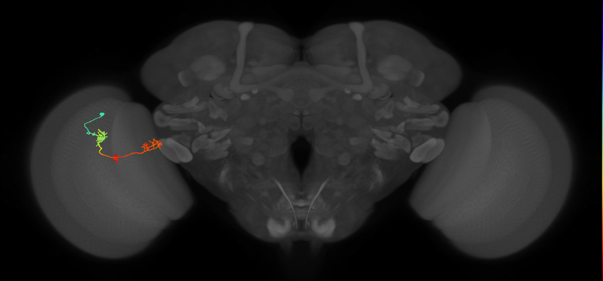 TmY17_L (MaleCNS:519746)
