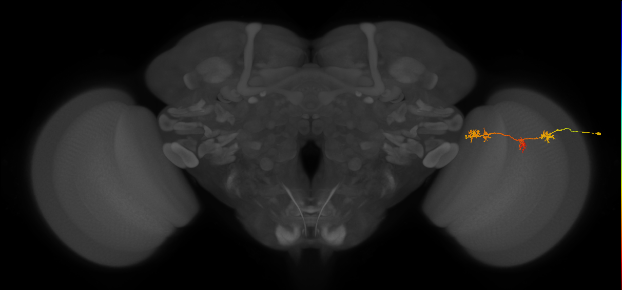 TmY17_R (MaleCNS:66432)