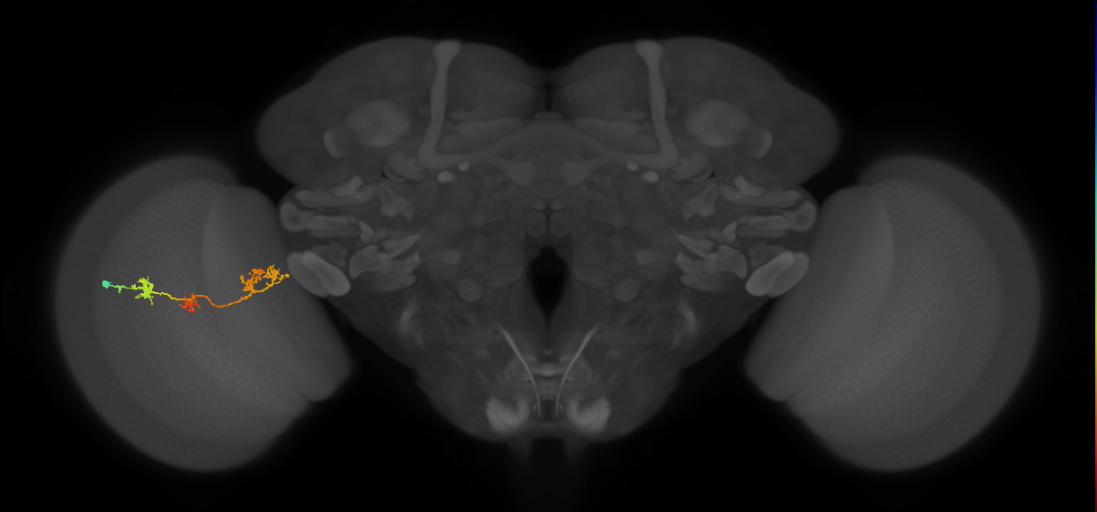 TmY17_L (MaleCNS:42421)