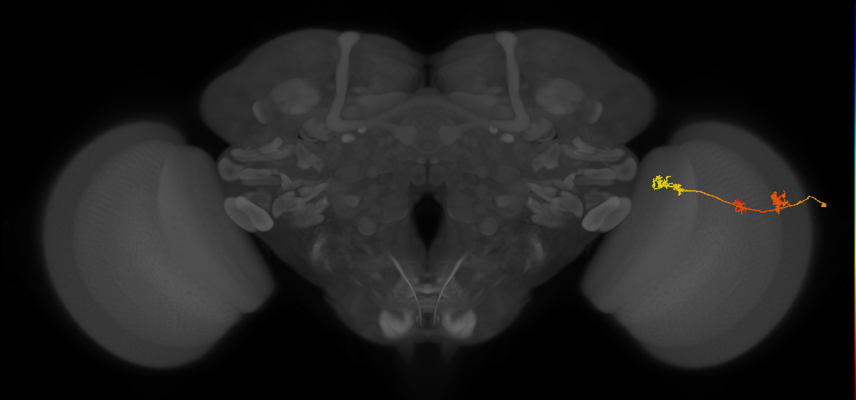 TmY17_R (MaleCNS:47278)