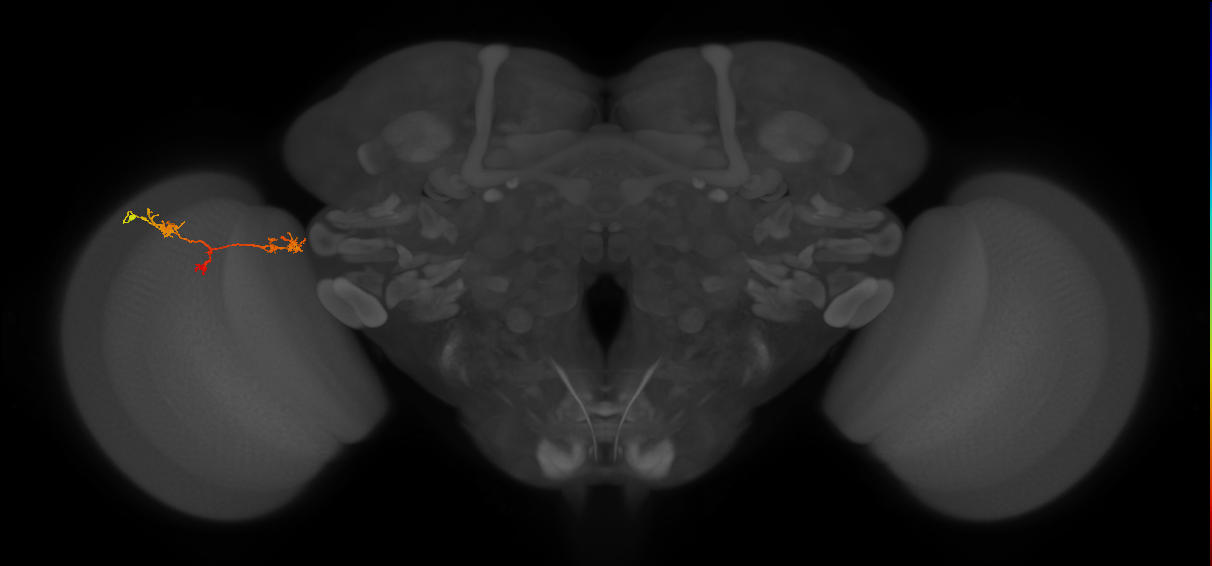 TmY17_L (MaleCNS:44123)