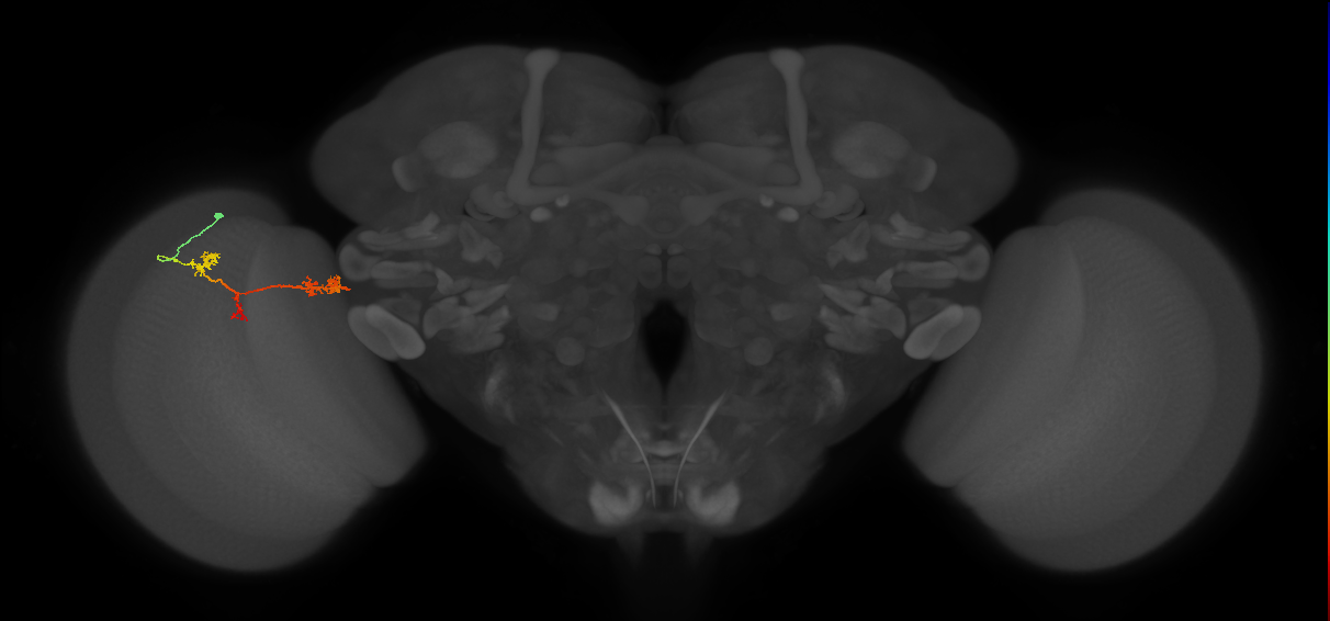 TmY17_L (MaleCNS:80312)