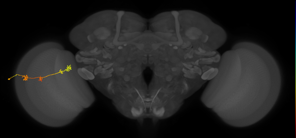 TmY17_L (MaleCNS:42840)