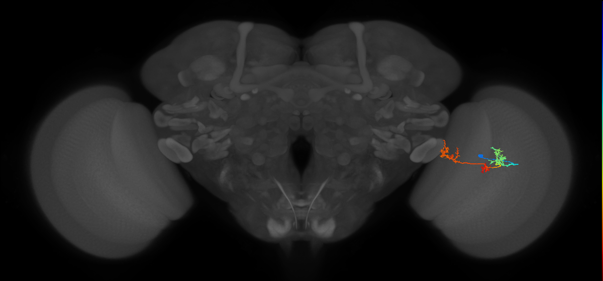TmY17_R (MaleCNS:42810)
