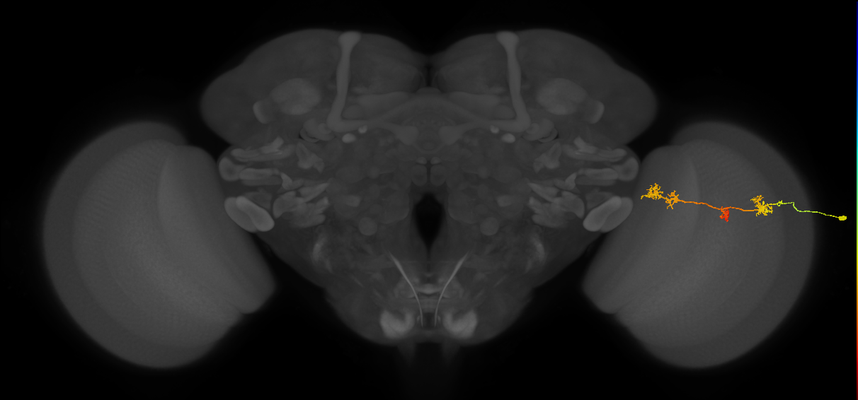 TmY17_R (MaleCNS:50722)