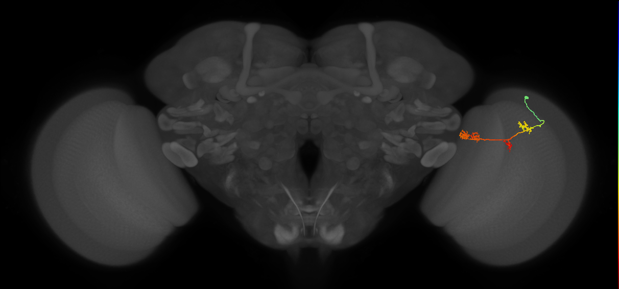 TmY17_R (MaleCNS:55458)