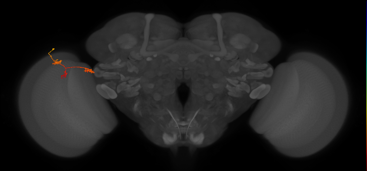 TmY17_L (MaleCNS:67777)