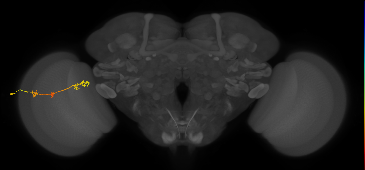TmY17_L (MaleCNS:40211)