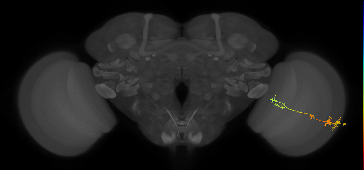 TmY17_R (MaleCNS:35688)