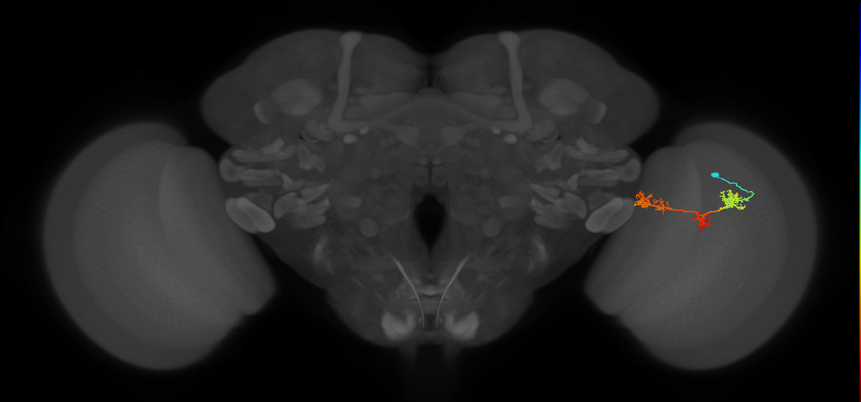 TmY17_R (MaleCNS:37461)