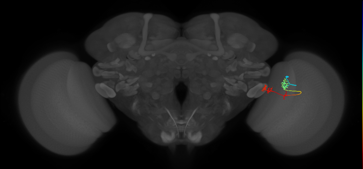 TmY17_R (MaleCNS:57334)