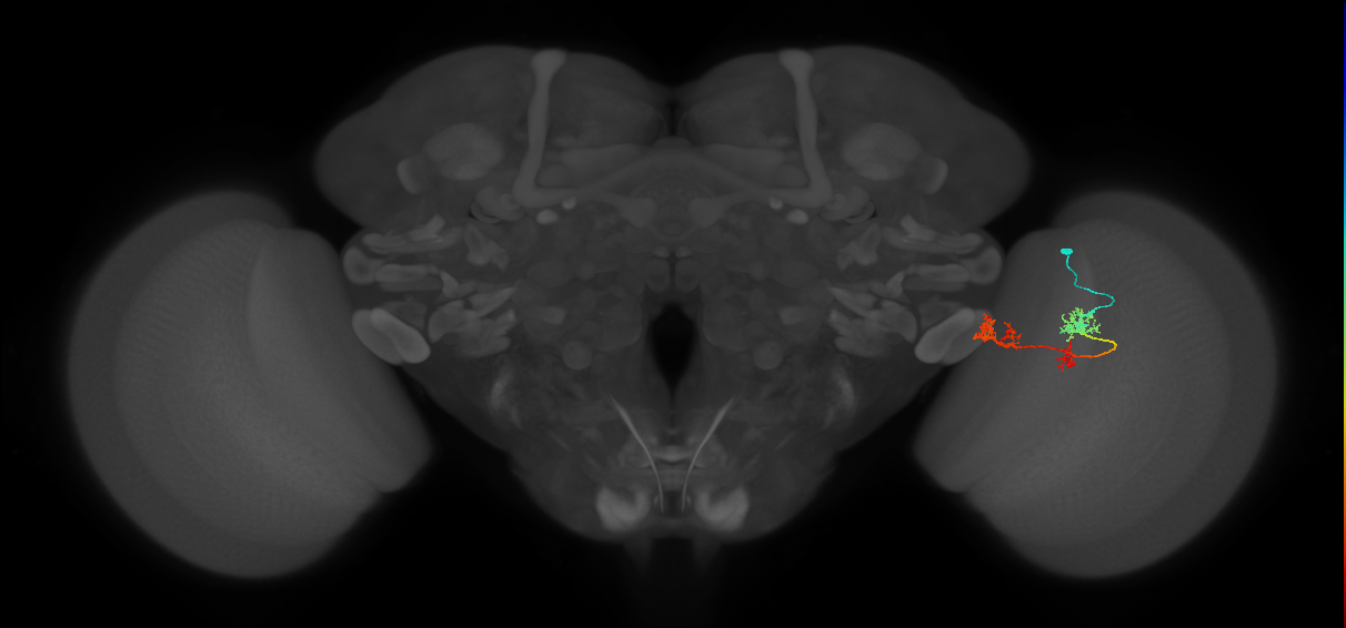 TmY17_R (MaleCNS:50476)